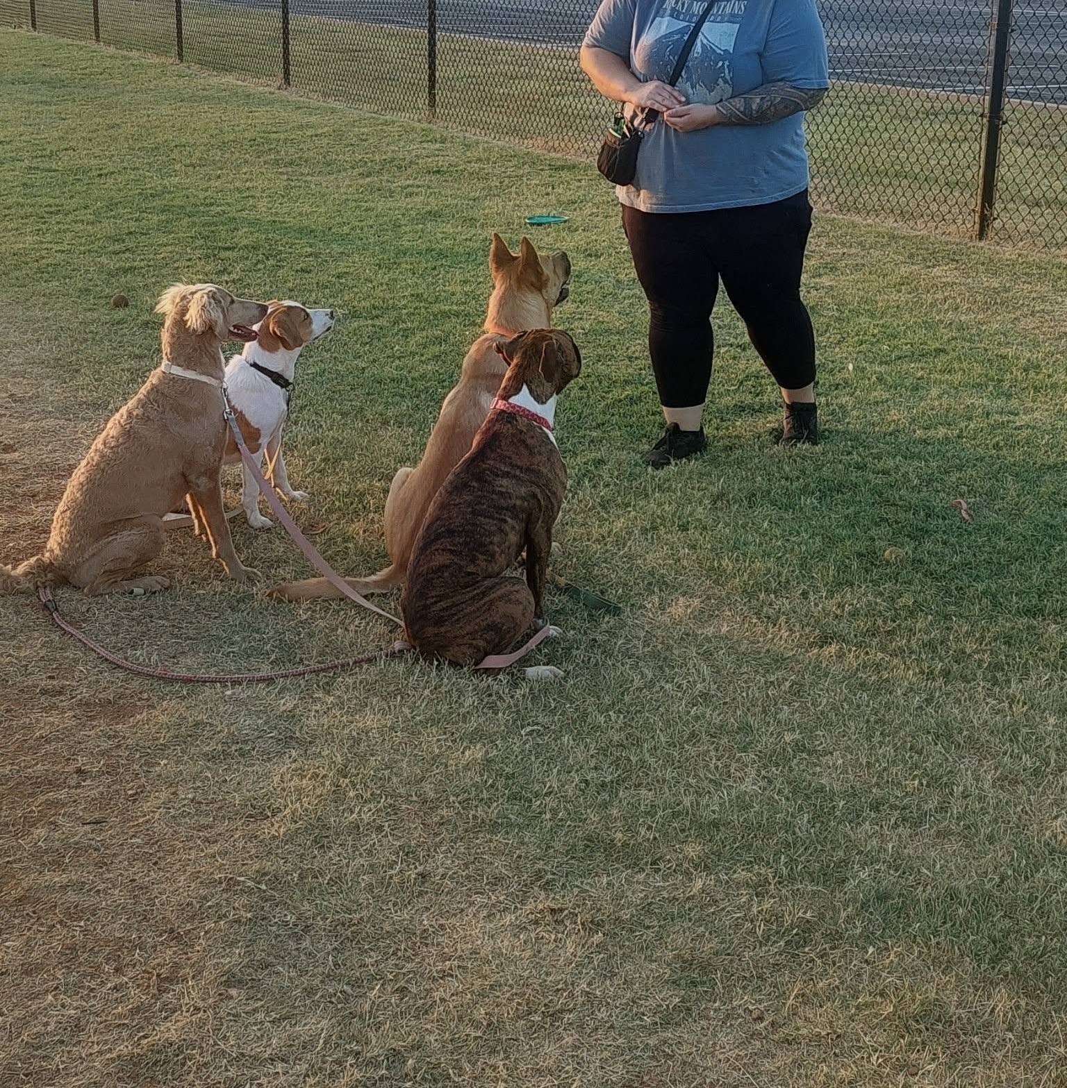 Training a group of dogs at an outdoor training class in DFW