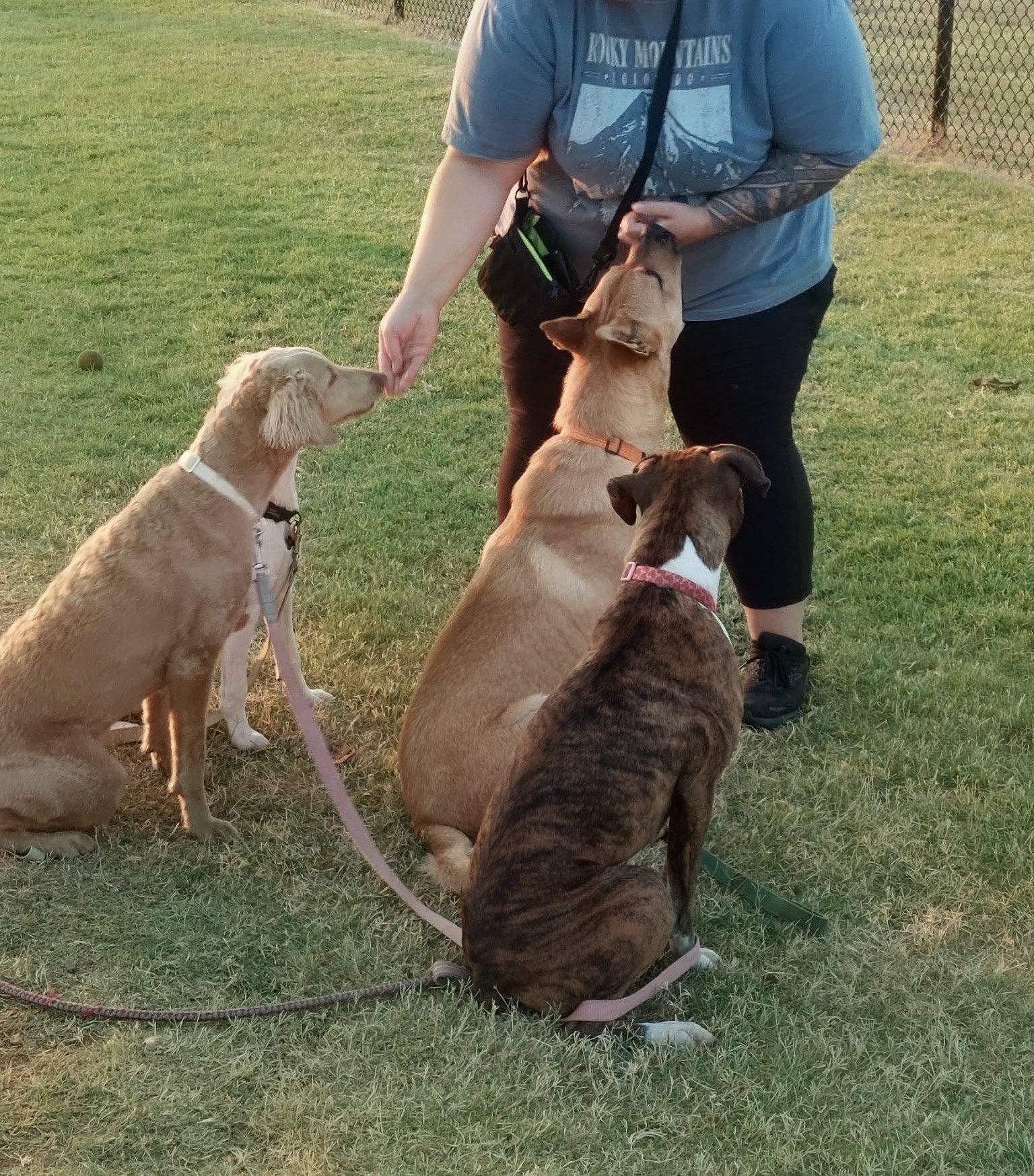 Giving treats to dogs during an outdoor training session in DFW