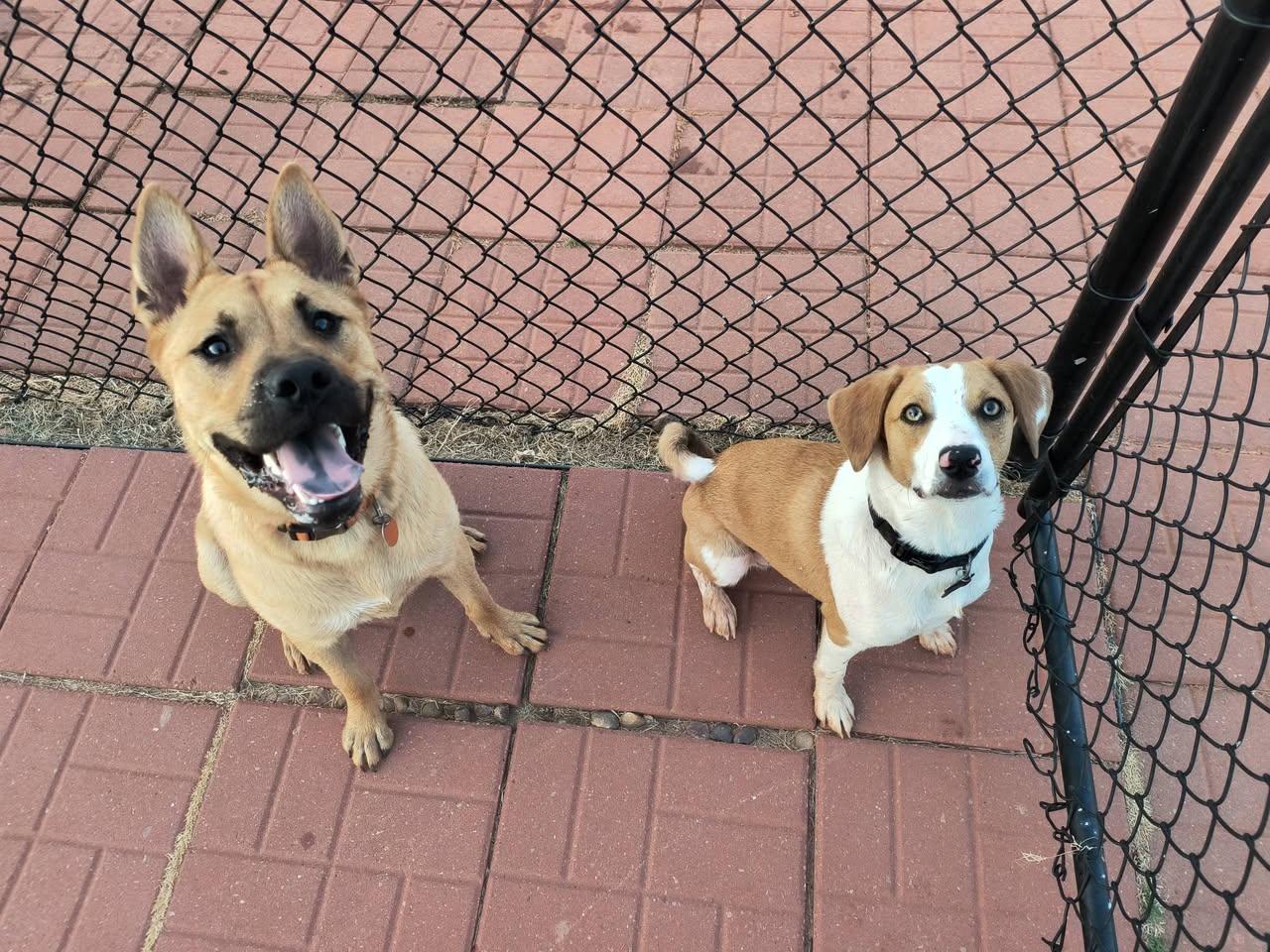 Two dogs sitting politely during training