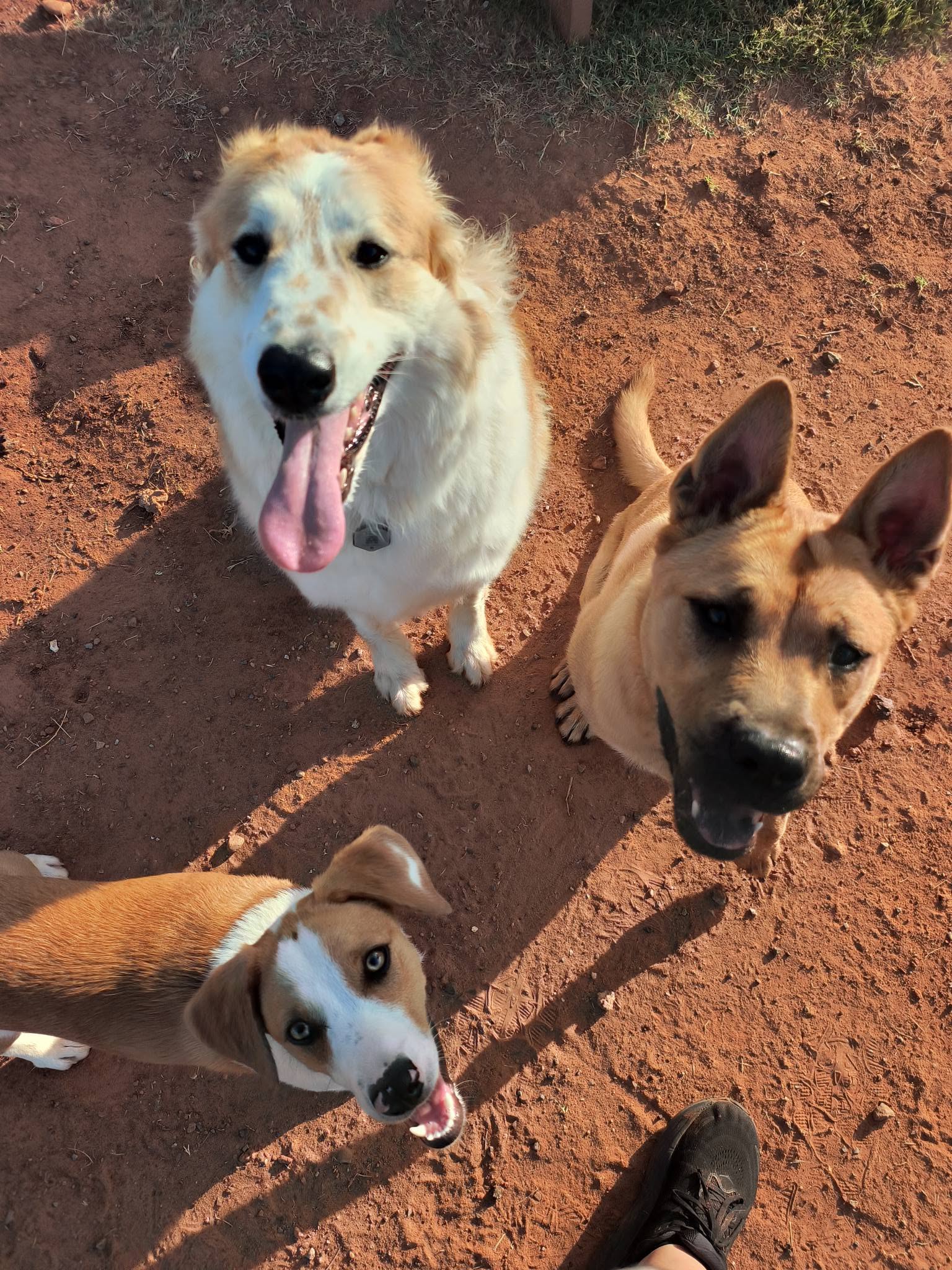 Three happy client dogs looking up at the camera