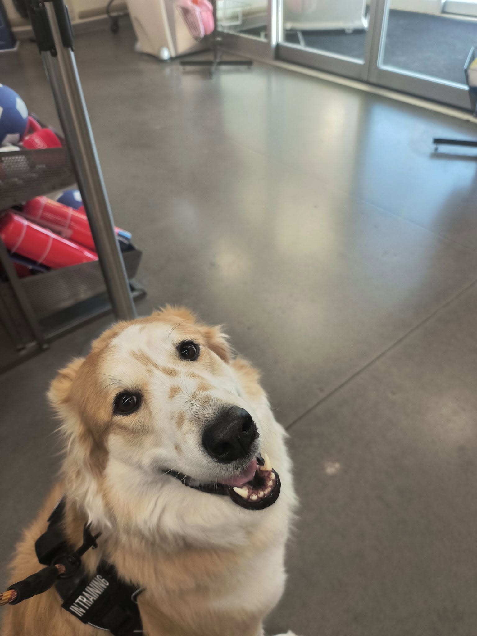 A relaxed dog wearing an in-training vest