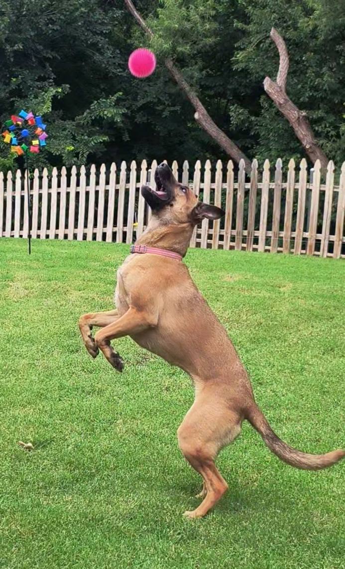 Dolly the Belgian Malinois jumping for her ball