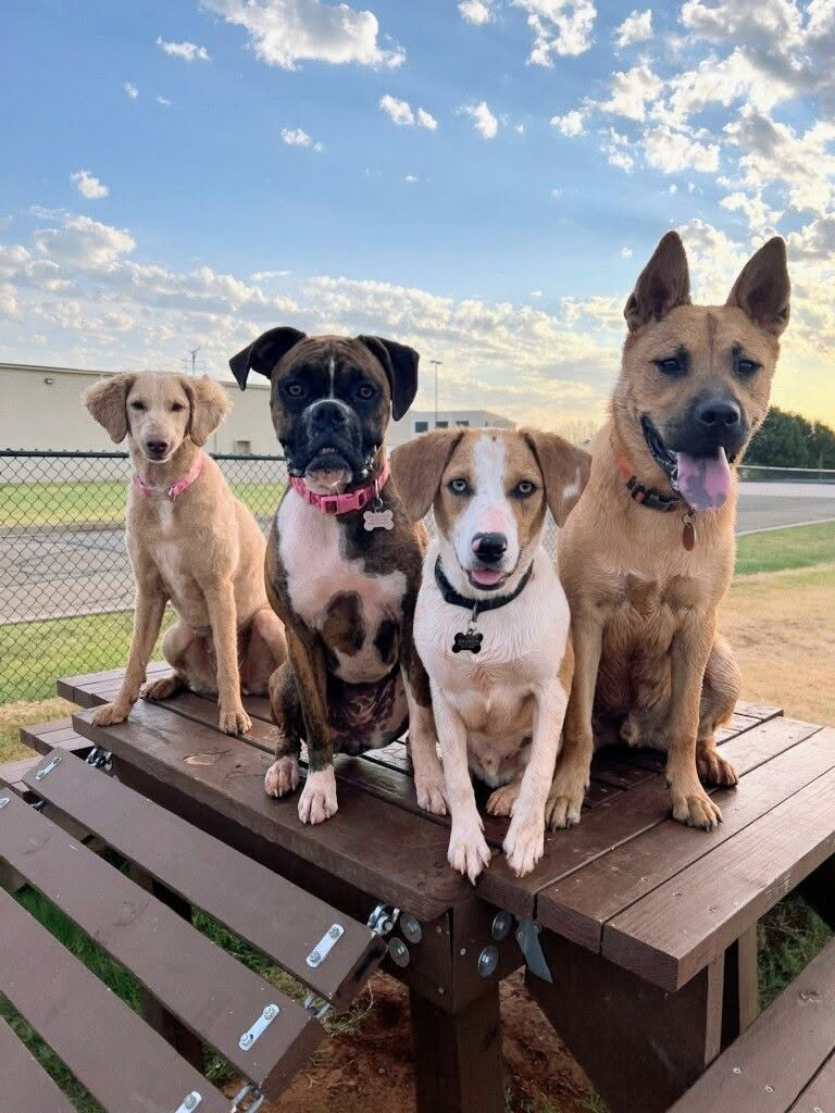 Four dogs sitting together on a picnic table after class