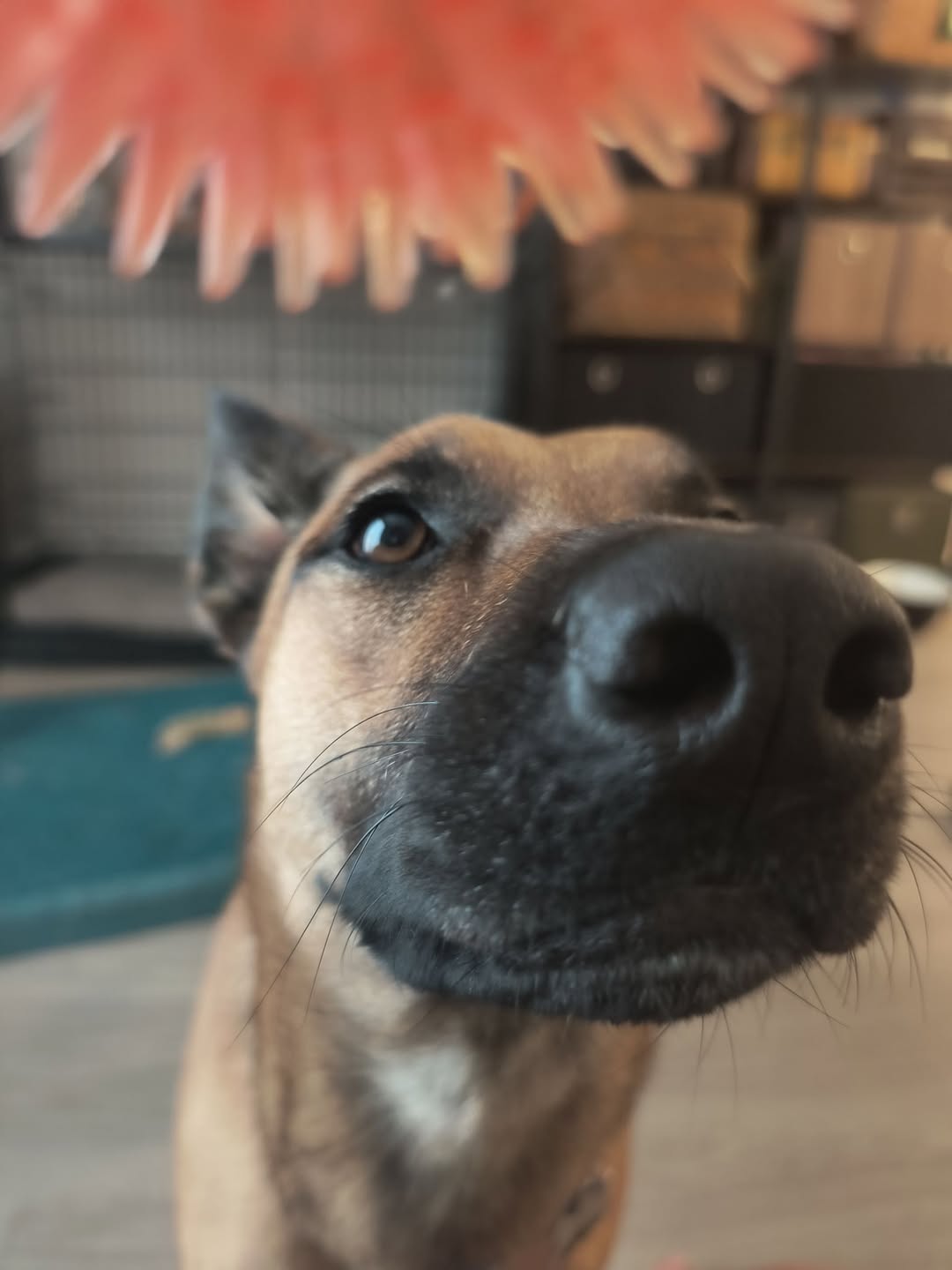 Dolly, the original inspiration behind Dog Modes