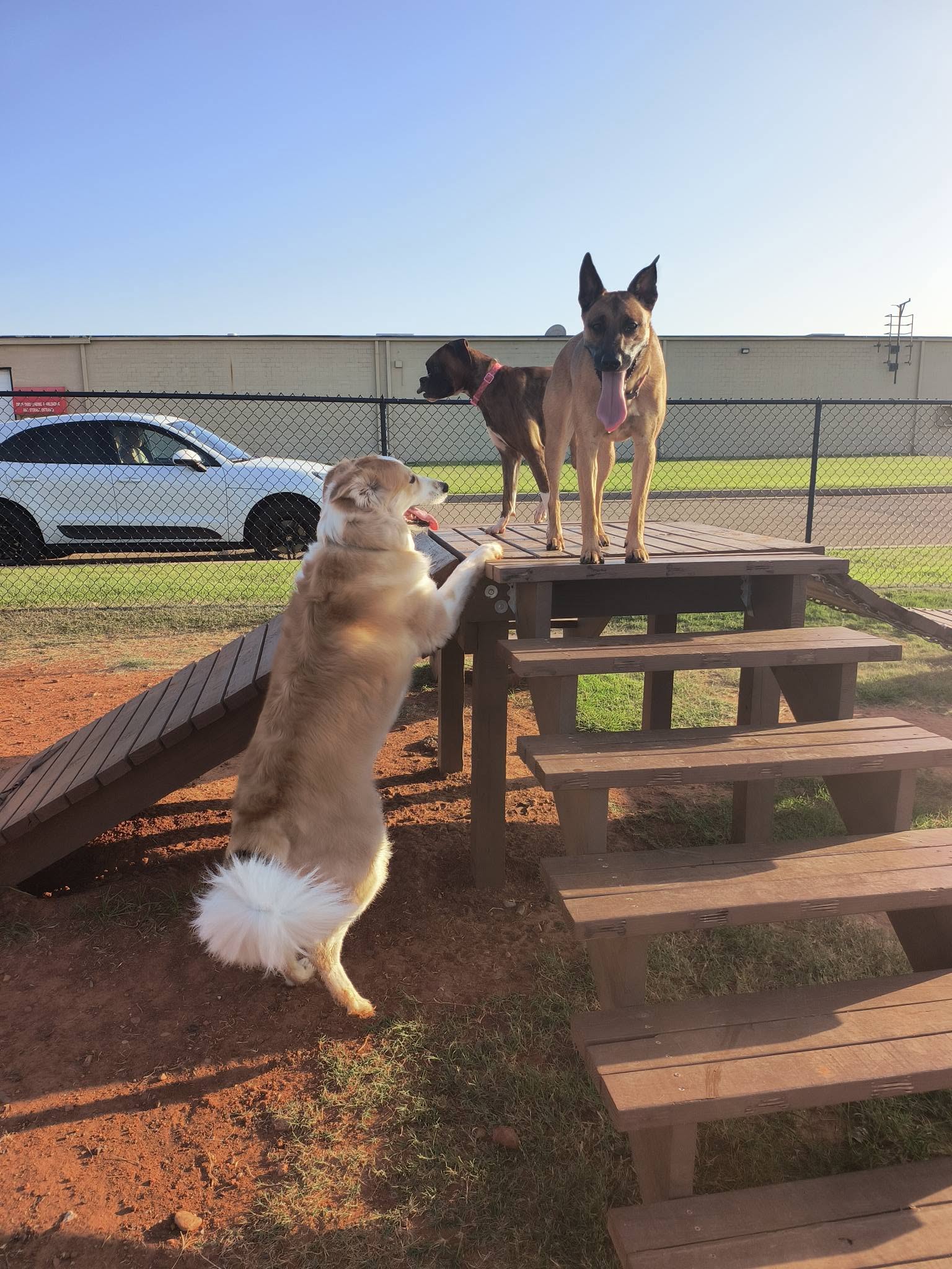 Dogs playing on an obstacle course at the dog park